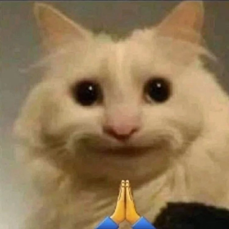 Meme mèo há miệng: Những biểu cảm "khó đỡ" gây sốt cộng đồng mạng