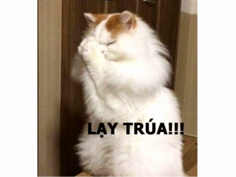 Meme mèo hài hước dễ thương