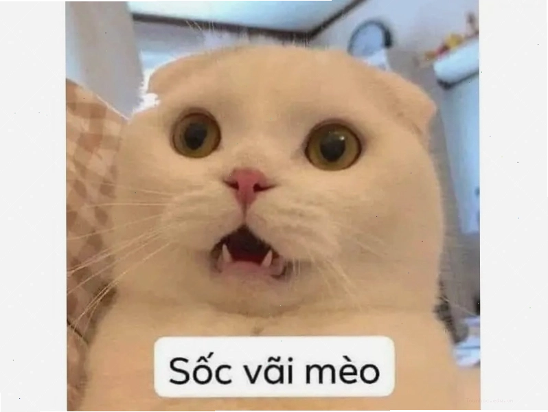 Meme mèo hài hước giơ ngón tay cái lên