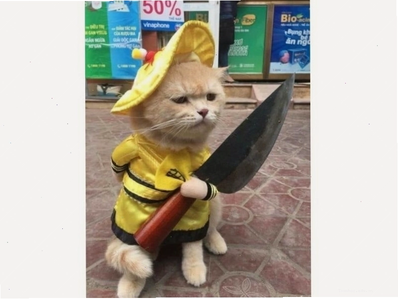 Meme mèo hài hước nhất