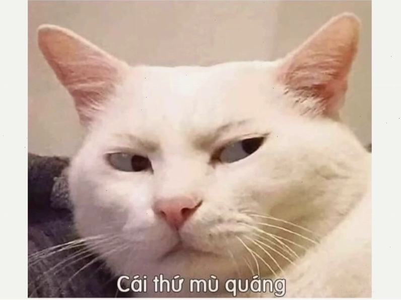 Meme mèo hài hước và vui nhộn