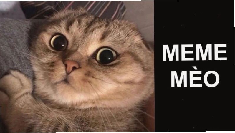 Meme mèo hài hước với biểu cảm dễ thương