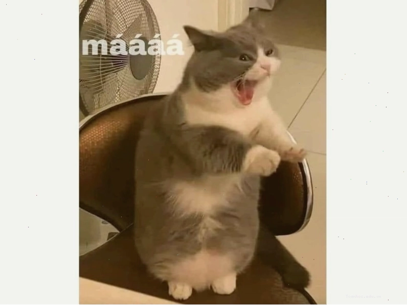 Meme mèo hài hước với biểu cảm độc đáo