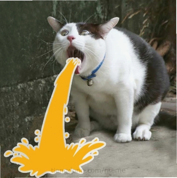 Meme mèo hài hước với biểu cảm khó đỡ