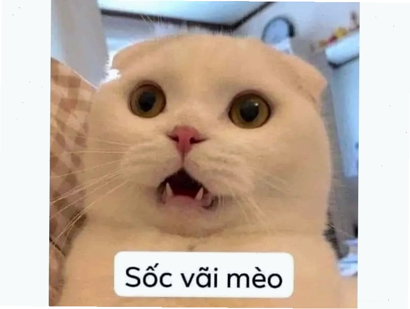 Meme mèo hài hước với tình huống bất ngờ