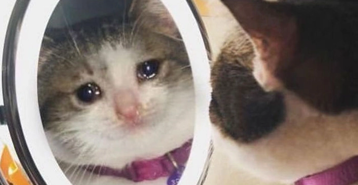 Meme Mèo Khóc Cute: Biểu Cảm Đáng Yêu Đốn Tim Người Xem
