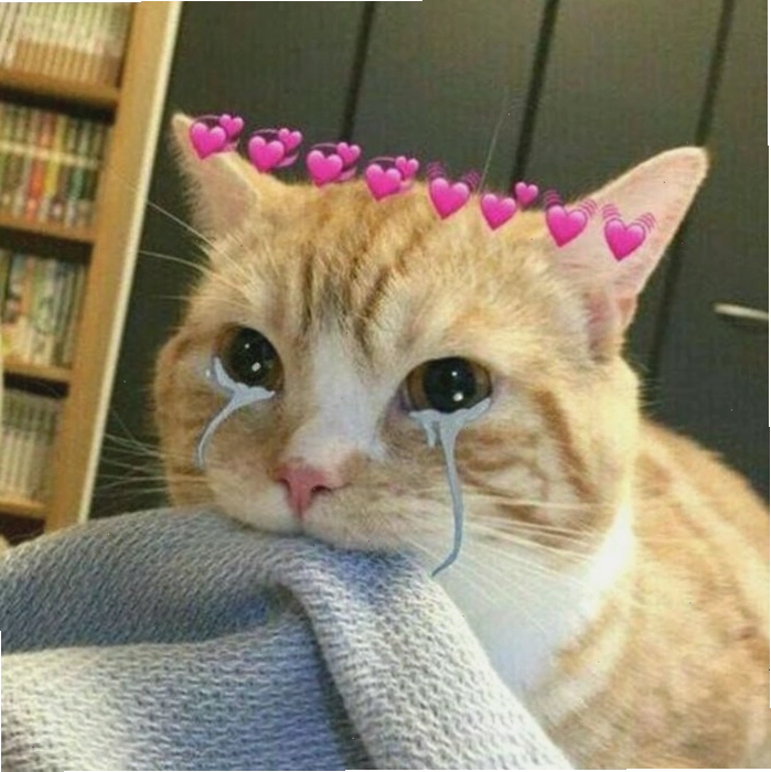 Meme mèo khóc thể hiện sự thất vọng