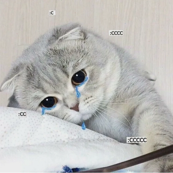Meme mèo khóc thét với biểu cảm gây cười
