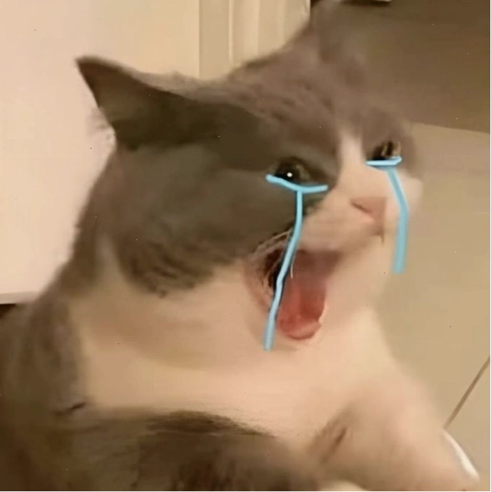 Meme mèo khóc với tình huống bất ngờ