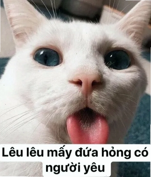 Meme mèo lè lưỡi lêu lêu chọc quê một cách hài hước