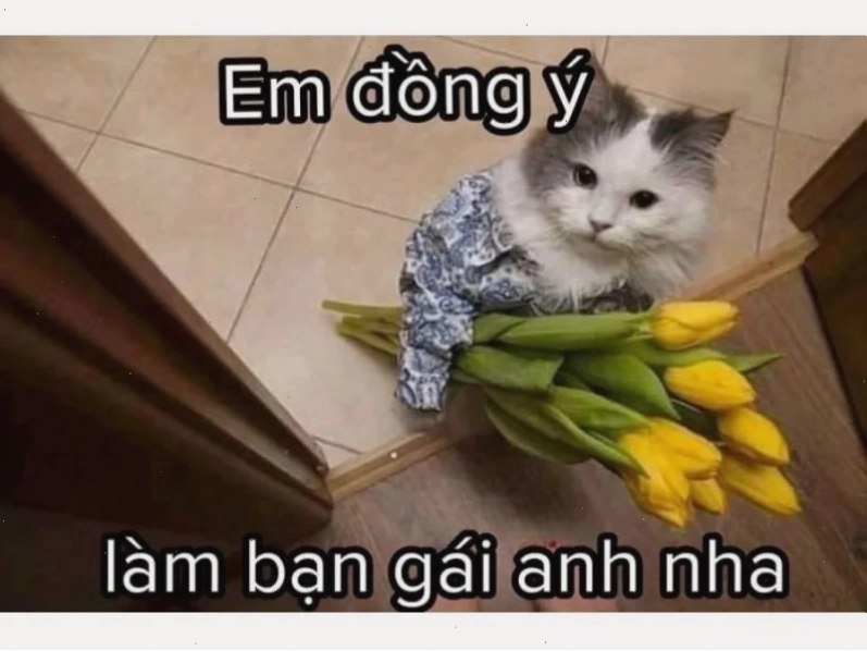 Meme mèo mặt