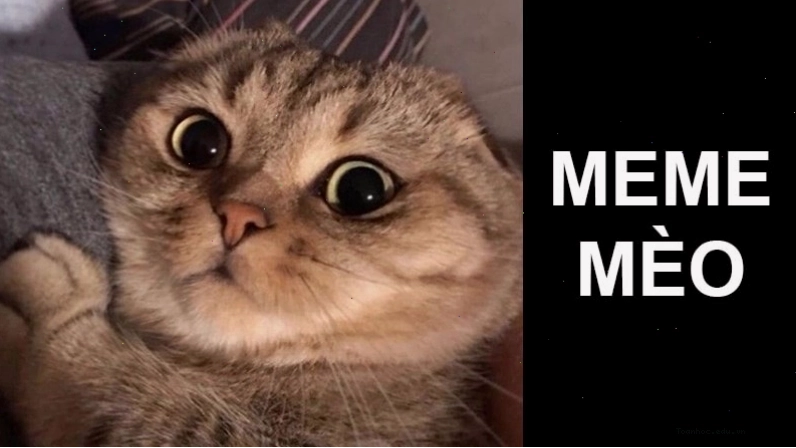 Meme mèo ngủ hài hước với biểu cảm ngộ nghĩnh