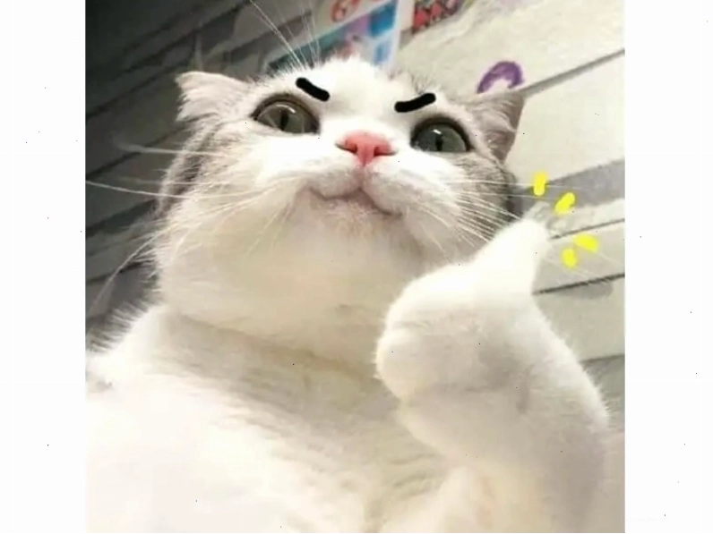 Meme mèo ngủ trong hộp carton nhỏ