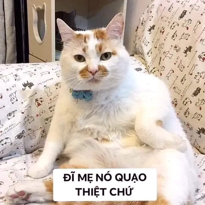 Meme mèo phán xét với ánh mắt lạnh lùng đầy biểu cảm