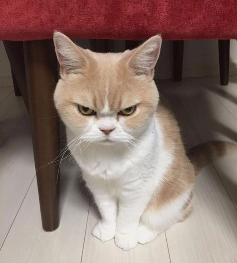 Meme mèo tức giận hài hước