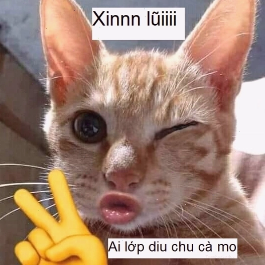 Meme mèo với ánh mắt long lanh thể hiện sự xin lỗi