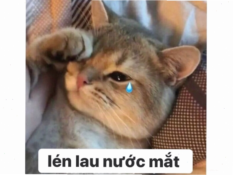 Meme mèo với ánh mắt trìu mến