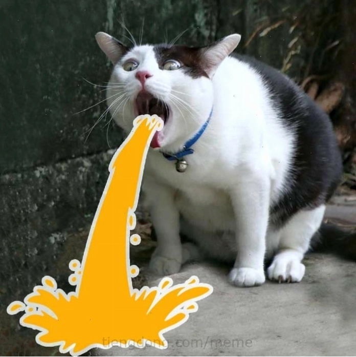 Meme mèo với biểu cảm hài hước, mang chút buồn