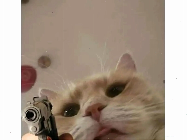 Meme mèo với các biểu cảm độc đáo