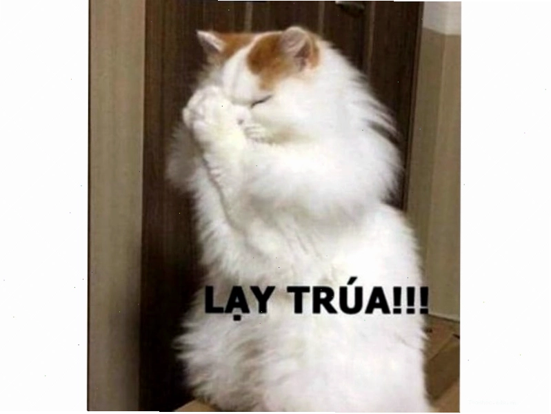 Meme mèo với cử chỉ tay đáng yêu