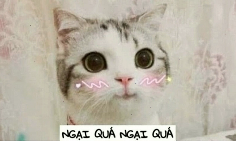 Meme ngầu từ động vật với biểu cảm đáng yêu