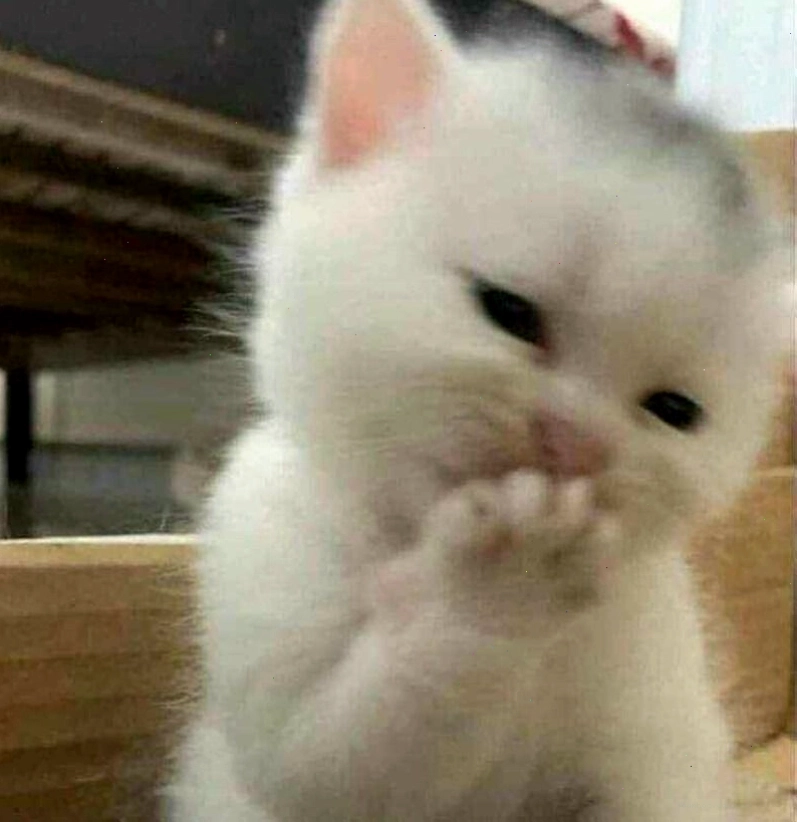 Meme ngầu với hình ảnh chú mèo ngái ngủ