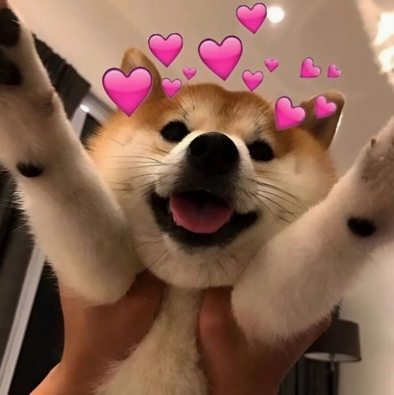 Meme tình yêu động vật đáng yêu thể hiện sự gắn bó