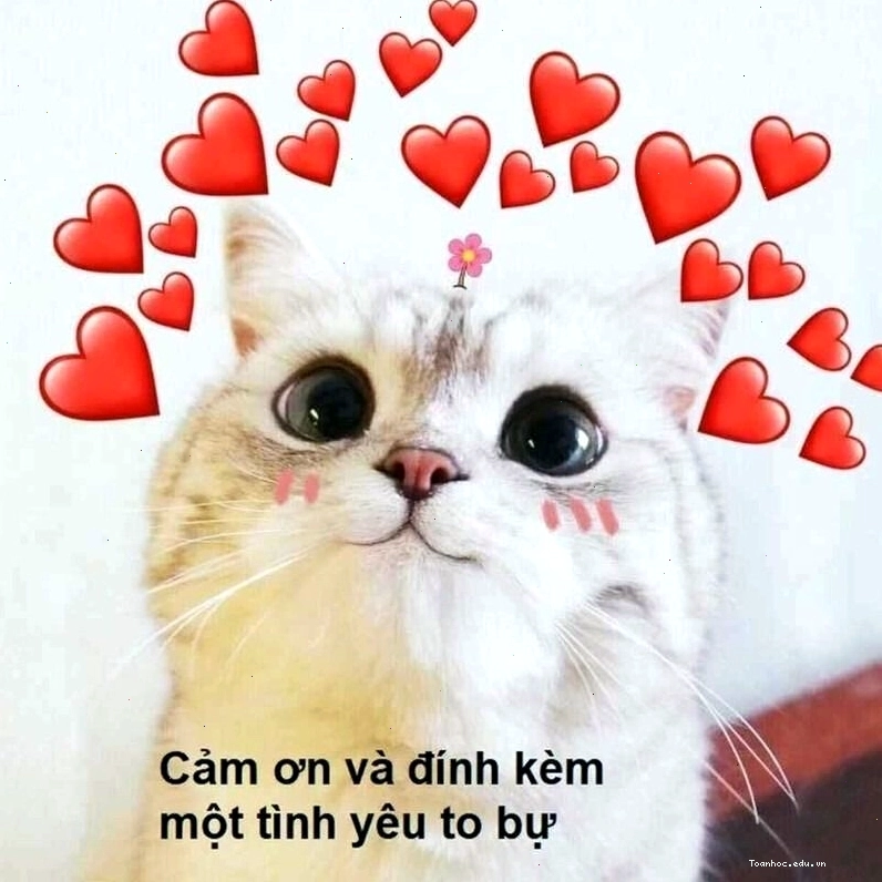 Meme tình yêu động vật thể hiện sự quan tâm và chăm sóc