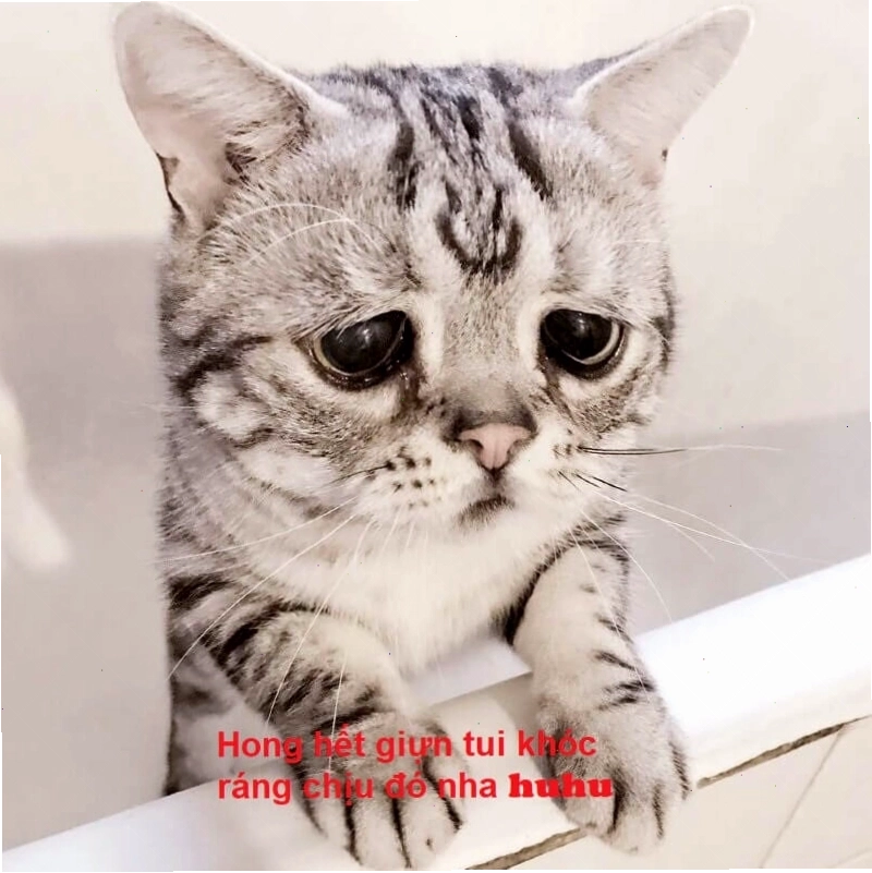 Meme xin lỗi cute với hình ảnh nhân vật ngộ nghĩnh