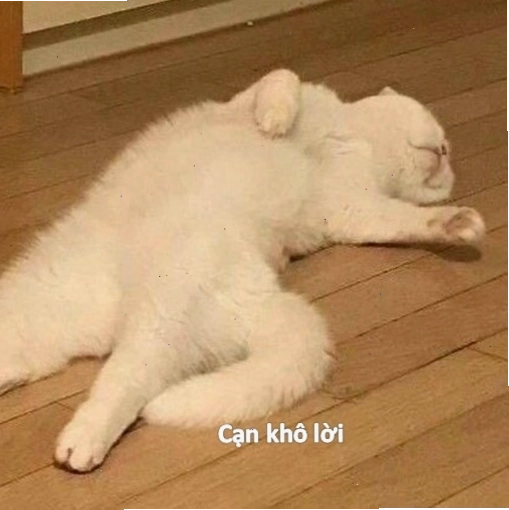 Mèo bất lực meme với vẻ mặt khó ở