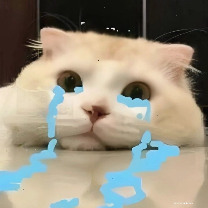 Mèo biểu cảm từ buồn đến vui trong meme