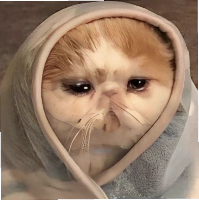 Mèo biểu cảm từ buồn đến vui trong meme