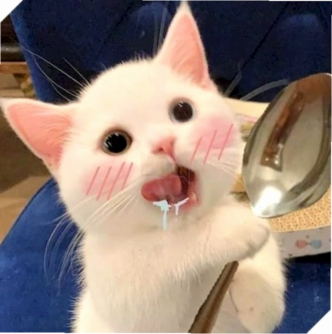 Mèo há mồm biểu cảm hài hước và đáng yêu