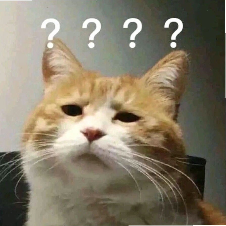 Mèo meme biểu cảm dí dỏm
