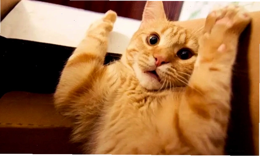 Mèo meme biểu cảm vô tri, ngơ ngác