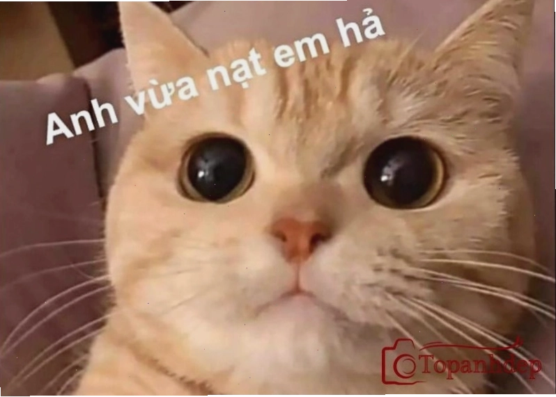 Mèo meme chế siêu bựa với biểu cảm hài hước