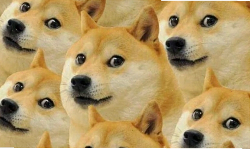 Mèo meme trong tư thế ngủ kỳ lạ