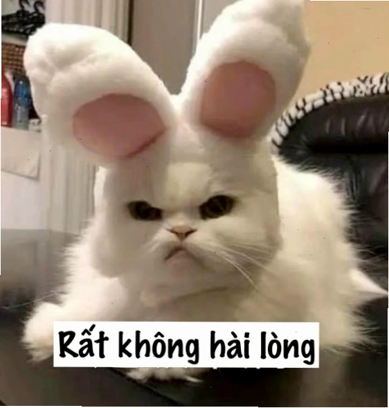 Mèo meme với ánh mắt 