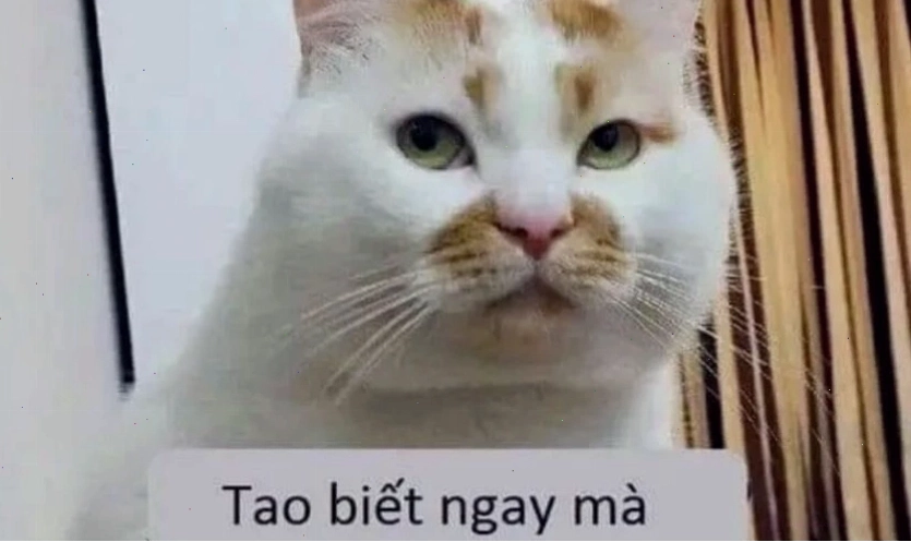 Mèo meme với ánh mắt cà khịa, láu lỉnh