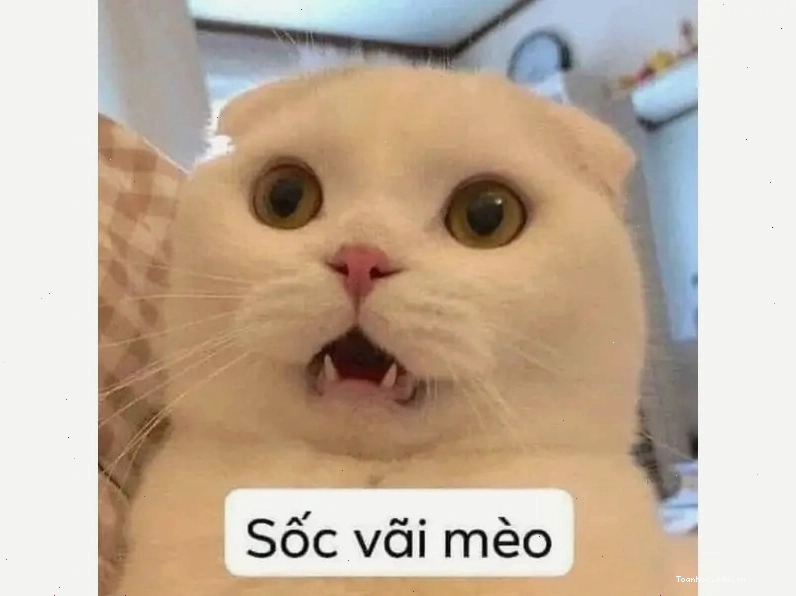 Mèo ngủ cuộn tròn trong chăn ấm áp