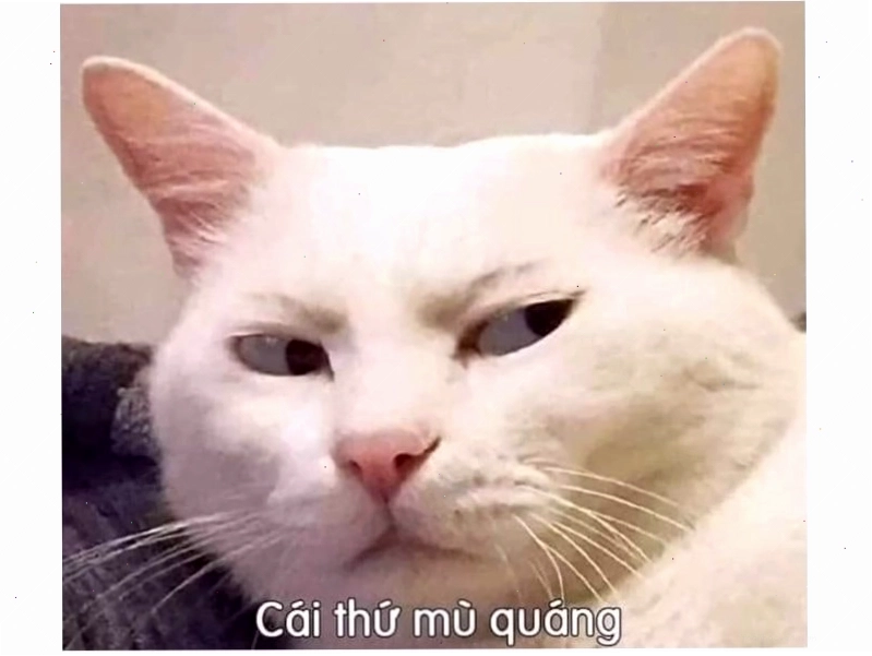 Mèo ngủ gật trên bàn làm việc