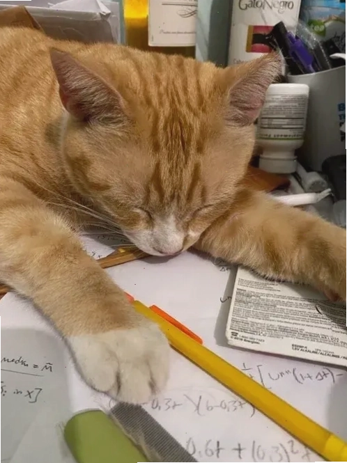 Mèo ngủ say ngon giấc và những caption hài hước