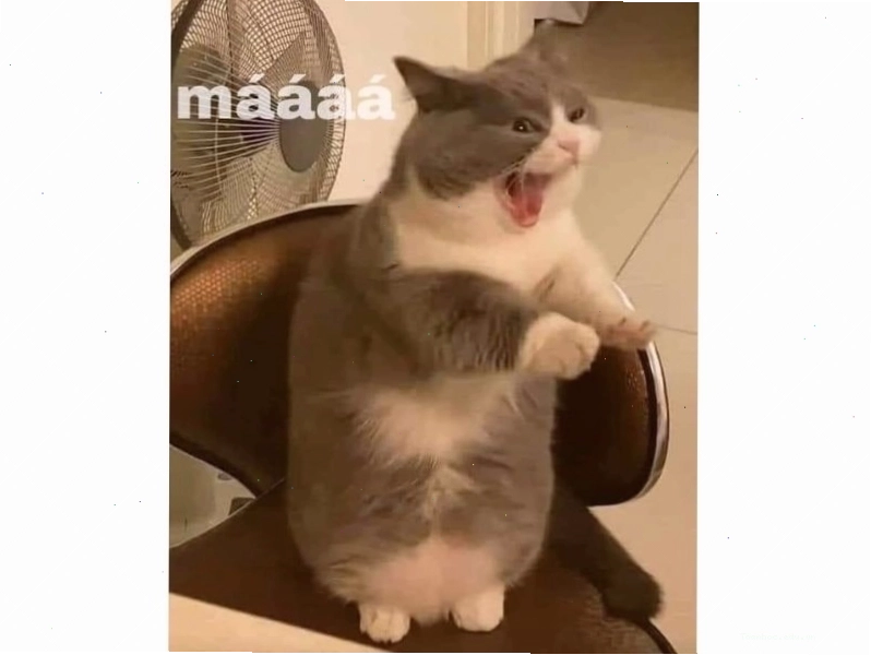 Mèo ngủ trong tư thế khó đỡ