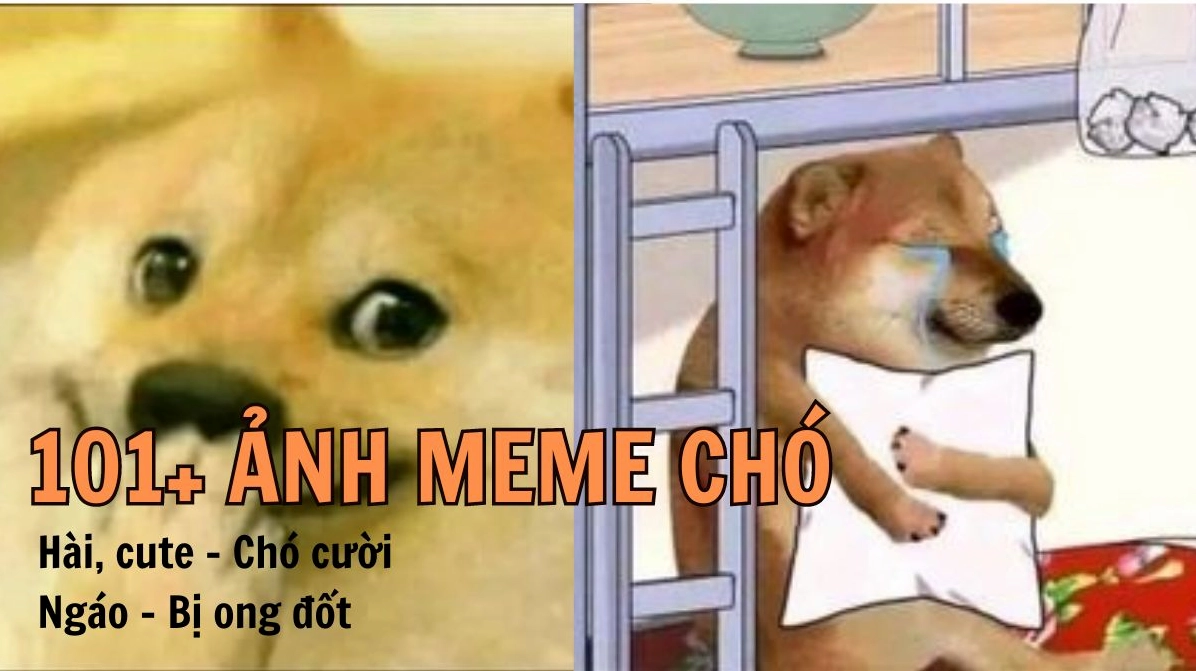 Thế giới Meme ảnh chó hài hước 2026: Cười thả ga với bộ sưu tập độc đáo