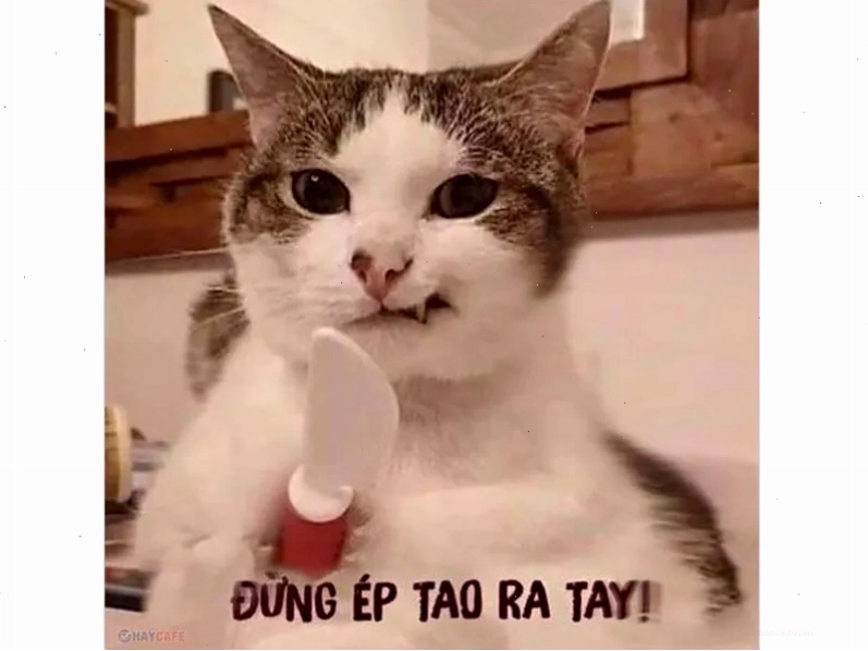 Tổng hợp ảnh meme mèo thú vị và hài hước