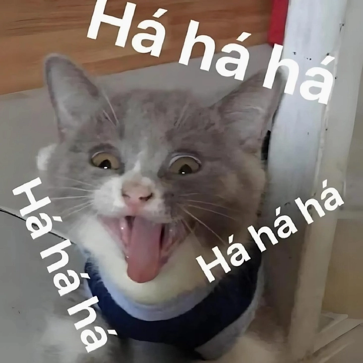 Tổng hợp ảnh mèo meme hài hước và biểu cảm độc đáo cho năm 2026