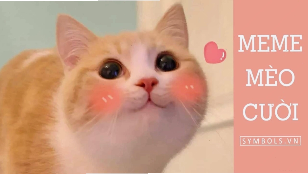 Tổng hợp các meme mèo cười vui nhộn và biểu cảm đa dạng