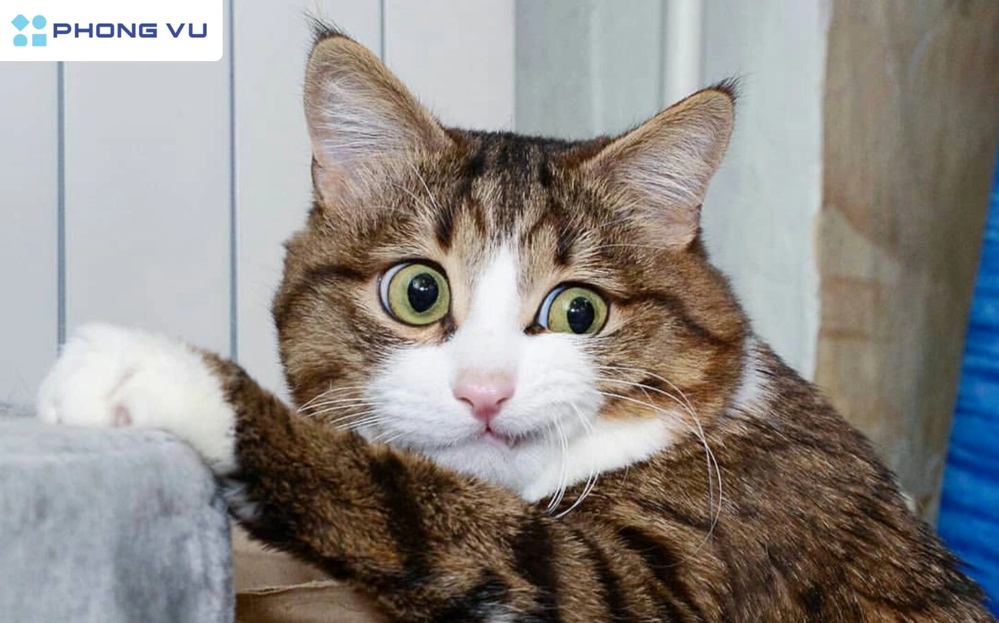 Tổng hợp meme mèo buồn: Biểu cảm hài hước sưởi ấm trái tim bạn 2026
