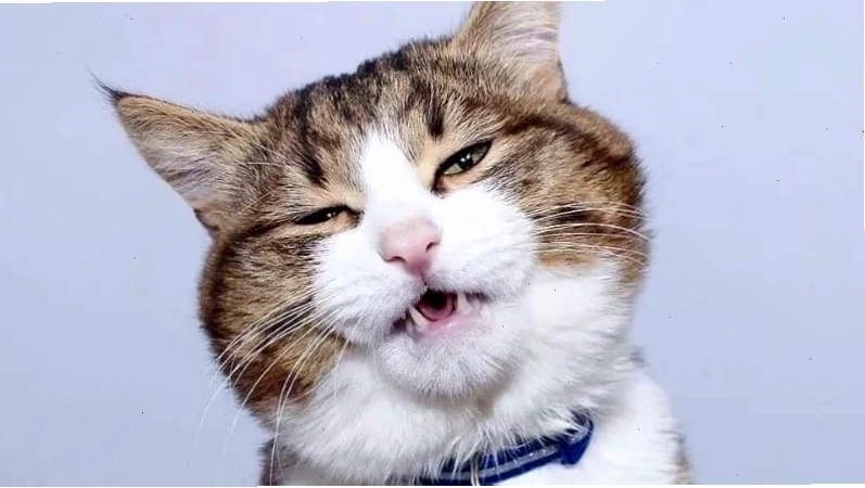 Top meme mèo biểu cảm khó chịu khi bị làm phiền