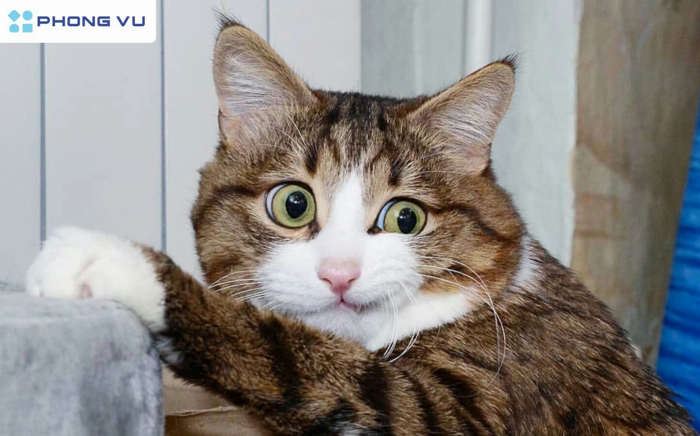Top meme mèo cười hài hước và biểu cảm khó đỡ nhất 2026